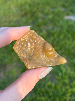 Fossil Agatized Coral Small | Withlacoochee River, Florida