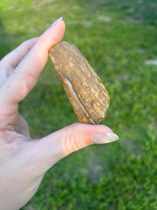 Fossil Agatized Coral Small | Withlacoochee River, Florida