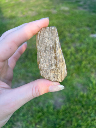 Fossil Agatized Coral Small | Withlacoochee River, Florida