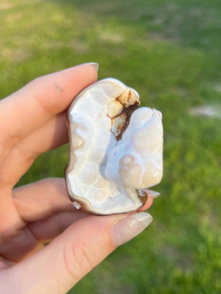 Fossil Agatized Coral Small | Withlacoochee River, Florida