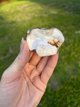 Fossil Agatized Coral Small | Withlacoochee River, Florida