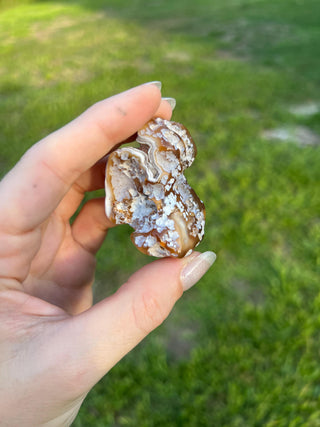Fossil Agatized Coral Small | Withlacoochee River, Florida