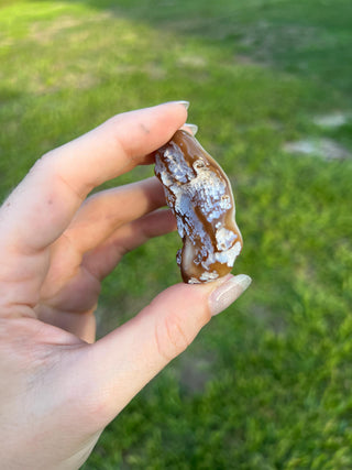 Fossil Agatized Coral Small | Withlacoochee River, Florida