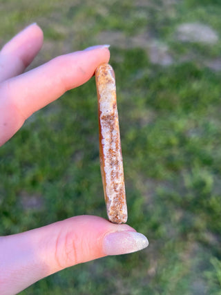 Fossil Agatized Coral Small | Withlacoochee River, Florida