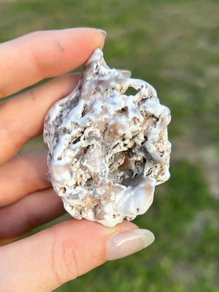 Fossil Agatized Coral Small | Tampa Bay, Florida