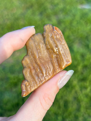 Fossil Agatized Coral Small | Withlacoochee River, Florida