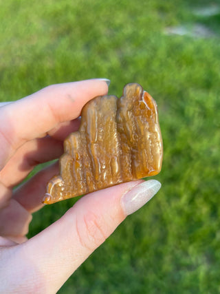 Fossil Agatized Coral Small | Withlacoochee River, Florida
