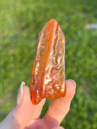 Fossil Agatized Coral Small | Withlacoochee River, Florida