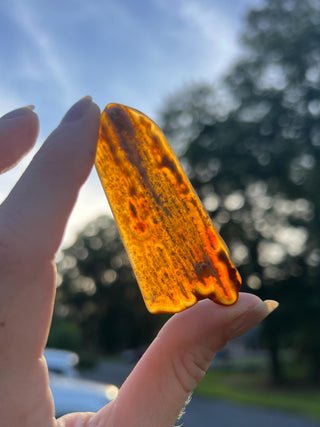 Fossil Agatized Coral Small | Withlacoochee River, Florida