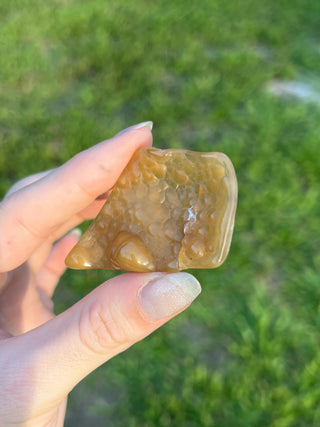Fossil Agatized Coral Small | Withlacoochee River, Florida