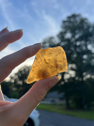 Fossil Agatized Coral Small | Withlacoochee River, Florida