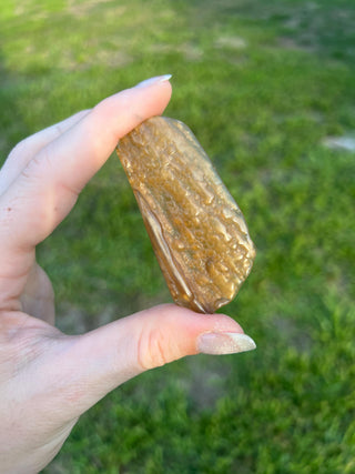 Fossil Agatized Coral Small | Withlacoochee River, Florida