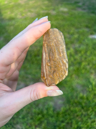Fossil Agatized Coral Small | Withlacoochee River, Florida