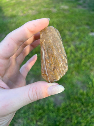 Fossil Agatized Coral Small | Withlacoochee River, Florida