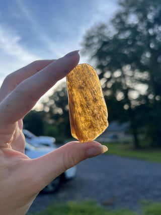 Fossil Agatized Coral Small | Withlacoochee River, Florida