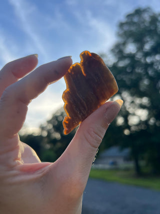 Fossil Agatized Coral Small | Withlacoochee River, Florida