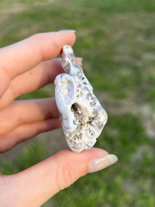Fossil Agatized Coral Small | Tampa Bay, Florida