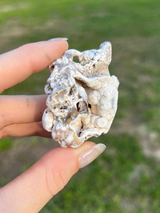 Fossil Agatized Coral Small | Tampa Bay, Florida