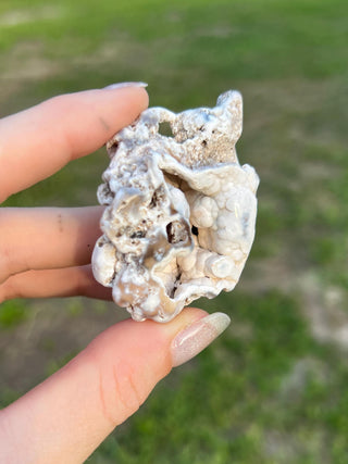 Fossil Agatized Coral Small | Tampa Bay, Florida