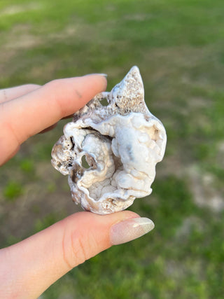 Fossil Agatized Coral Small | Tampa Bay, Florida
