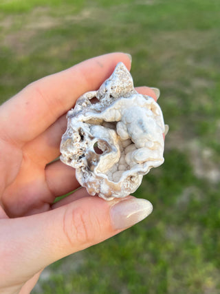 Fossil Agatized Coral Small | Tampa Bay, Florida