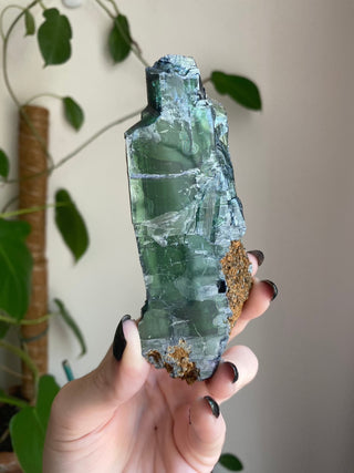 Vivianite Specimen - Spiritual Awareness from Curious Muse Crystals for 328. Tagged with black, blue, collector grade, fine mineral, genuine mineral, green, green blue crystal, high end mineral, natural crystal, raw mineral, raw specimen, raw vivianite, reiki work, vivianite