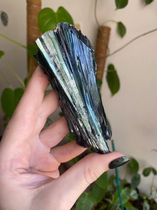 Vivianite Specimen - Spiritual Awareness from Curious Muse Crystals for 111. Tagged with black, blue, collector grade, fine mineral, genuine mineral, green, green blue crystal, high end mineral, natural crystal, raw mineral, raw specimen, raw vivianite, reiki work, vivianite