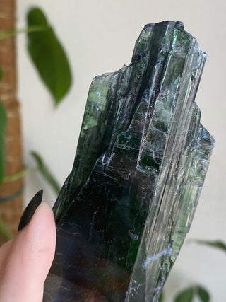 Vivianite Specimen - Spiritual Awareness from Curious Muse Crystals Tagged with black, blue, collector grade, fine mineral, genuine mineral, green, green blue crystal, high end mineral, natural crystal, raw mineral, raw specimen, raw vivianite, reiki work, vivianite