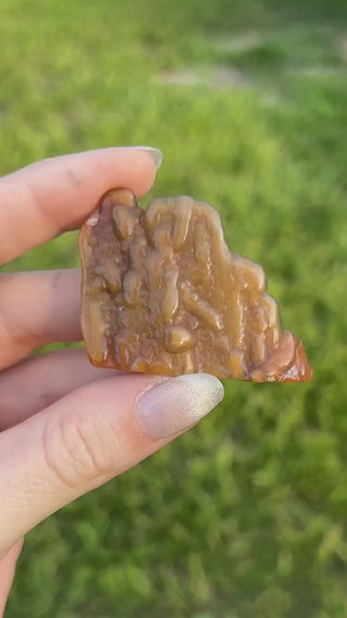 Fossil Agatized Coral Small | Withlacoochee River, Florida