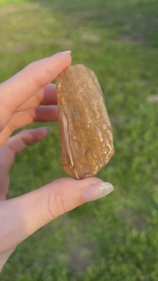 Fossil Agatized Coral Small | Withlacoochee River, Florida