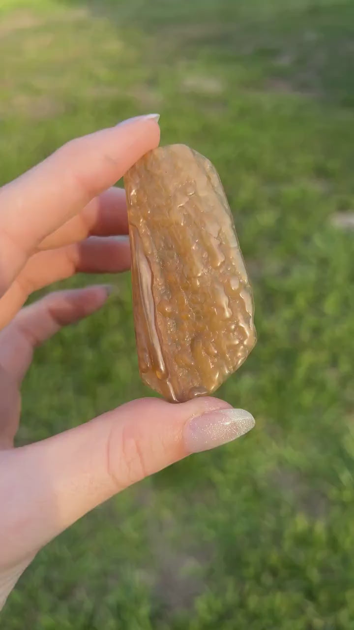 Fossil Agatized Coral Small | Withlacoochee River, Florida