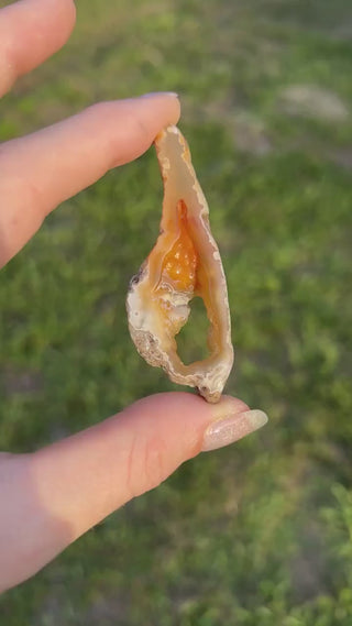 Fossil Agatized Coral Small | Withlacoochee River, Florida