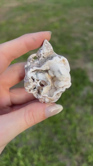Fossil Agatized Coral Small | Tampa Bay, Florida