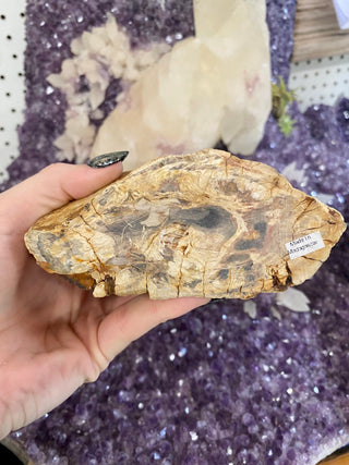 Petrified Wood Raw Display - Mineral Home Decor from Curious Muse Crystals for 68.00. Tagged with calming crystal, Crystal decor, grounding energy, hide-notify-btn, mineral collection, petrified wood, raw mineral, reiki healing, root chakra