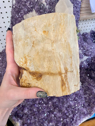 Petrified Wood Raw Display - Mineral Home Decor from Curious Muse Crystals for 68.00. Tagged with calming crystal, Crystal decor, grounding energy, hide-notify-btn, mineral collection, petrified wood, raw mineral, reiki healing, root chakra
