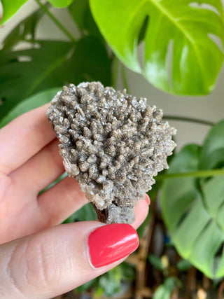 Chocolate Dogtooth Calcite with Hematite inclusions from Santa Eulalia, Mexico from Curious Muse Crystals Tagged with black, brown, calcite, chocolate calcite, clear, crystal energy, dogtooth, hide-notify-btn, mexico, reiki healing, santa eulalia
