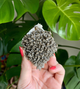 Chocolate Dogtooth Calcite with Hematite inclusions from Santa Eulalia, Mexico from Curious Muse Crystals Tagged with black, brown, calcite, chocolate calcite, clear, crystal energy, dogtooth, hide-notify-btn, mexico, reiki healing, santa eulalia