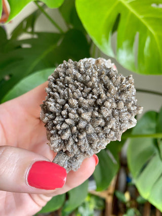 Chocolate Dogtooth Calcite with Hematite inclusions from Santa Eulalia, Mexico from Curious Muse Crystals Tagged with black, brown, calcite, chocolate calcite, clear, crystal energy, dogtooth, hide-notify-btn, mexico, reiki healing, santa eulalia