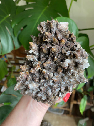 Chocolate Dogtooth Calcite with Hematite inclusions from Santa Eulalia, Mexico from Curious Muse Crystals Tagged with black, brown, calcite, chocolate calcite, clear, crystal energy, dogtooth, hide-notify-btn, mexico, reiki healing, santa eulalia