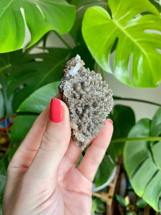 Chocolate Dogtooth Calcite with Hematite inclusions from Santa Eulalia, Mexico from Curious Muse Crystals Tagged with black, brown, calcite, chocolate calcite, clear, crystal energy, dogtooth, hide-notify-btn, mexico, reiki healing, santa eulalia