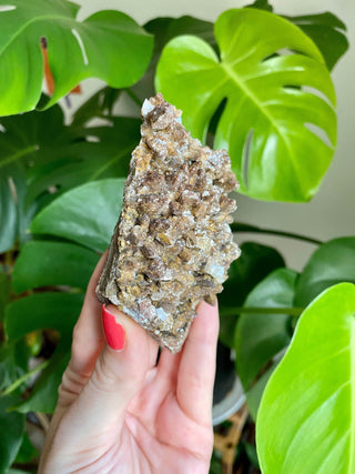 Chocolate Dogtooth Calcite with Hematite inclusions from Santa Eulalia, Mexico from Curious Muse Crystals Tagged with black, brown, calcite, chocolate calcite, clear, crystal energy, dogtooth, hide-notify-btn, mexico, reiki healing, santa eulalia