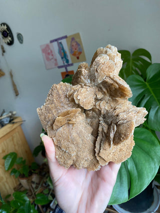 Selenite Gypsum Raw Cluster - Cleansing from Curious Muse Crystals Tagged with crystal energy, gypsum, hide-notify-btn, raw, reiki healing, selenite