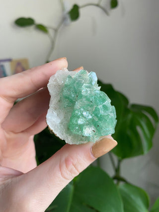 Apophyllite Flower on Stilbite | Zeolite | Old Stock from Curious Muse Crystals for 142. Tagged with apophyllite flower, clear, Crystal healing, fine mineral, genuine crystal, green, green apophyllite, high grade mineral, mineral collection, natural mineral, old stock mineral, raw mineral, reiki healing, zeolite cluster