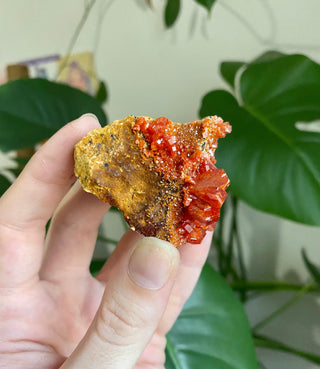 Vanadinite Cluster - Creativity & Energy from Curious Muse Crystals Tagged with bright red crystal, creativity key, genuine crystal, hide-notify-btn, Moroccan Vanadinite, red, red crystal, red hexagon crystal, red Vanadinite, sacral chakra, shadow work, vanadinite cluster