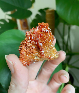 Vanadinite Cluster - Creativity & Energy from Curious Muse Crystals for 33. Tagged with bright red crystal, creativity key, genuine crystal, hide-notify-btn, Moroccan Vanadinite, red, red crystal, red hexagon crystal, red Vanadinite, sacral chakra, shadow work, vanadinite cluster