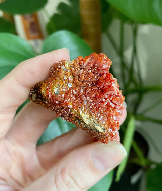 Vanadinite Cluster - Creativity & Energy from Curious Muse Crystals Tagged with bright red crystal, creativity key, genuine crystal, hide-notify-btn, Moroccan Vanadinite, red, red crystal, red hexagon crystal, red Vanadinite, sacral chakra, shadow work, vanadinite cluster
