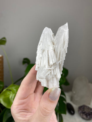 Scolecite Spray on Apophyllite - Self-standing Zeolite from Curious Muse Crystals Tagged with apophyllite, clear, crystal energy, fine mineral, hide-notify-btn, india, raw, reiki healing, scolecite, self standing, white, zeolite