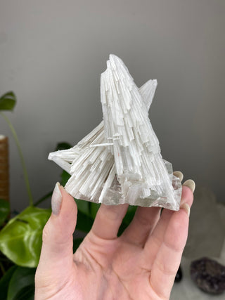 Scolecite Spray on Apophyllite - Self-standing Zeolite from Curious Muse Crystals Tagged with apophyllite, clear, crystal energy, fine mineral, hide-notify-btn, india, raw, reiki healing, scolecite, self standing, white, zeolite