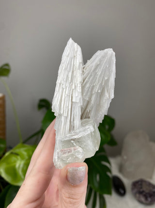 Scolecite Spray on Apophyllite - Self-standing Zeolite from Curious Muse Crystals for 152. Tagged with apophyllite, clear, crystal energy, fine mineral, hide-notify-btn, india, raw, reiki healing, scolecite, self standing, white, zeolite