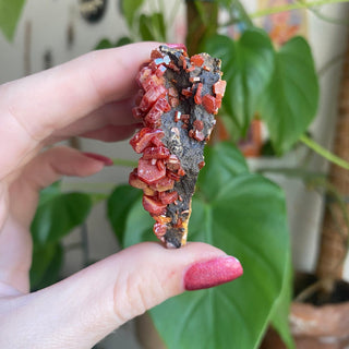 Vanadinite Cluster from Morocco from Curious Muse Crystals Tagged with bright red crystal, creativity key, genuine crystal, hide-notify-btn, Moroccan Vanadinite, red, red crystal, red hexagon crystal, red Vanadinite, sacral chakra, shadow work, vanadinite cluster